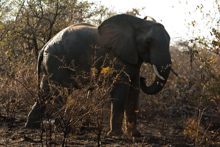 Elefante jovem macho