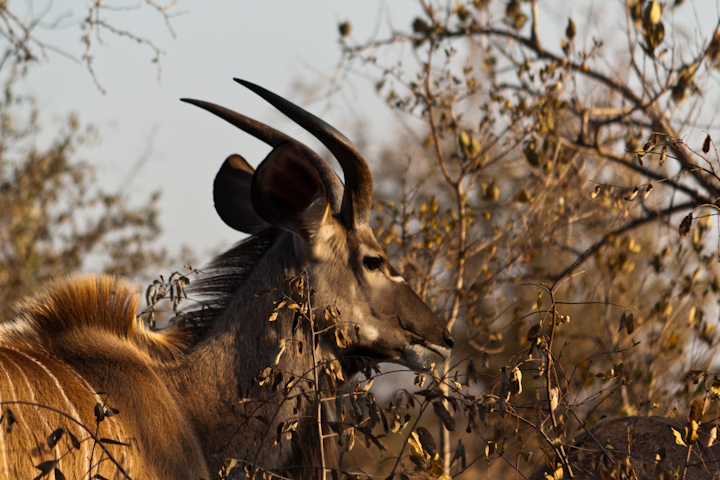 Kudu macho