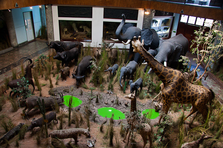 Rés do chão do Museu de História Natural