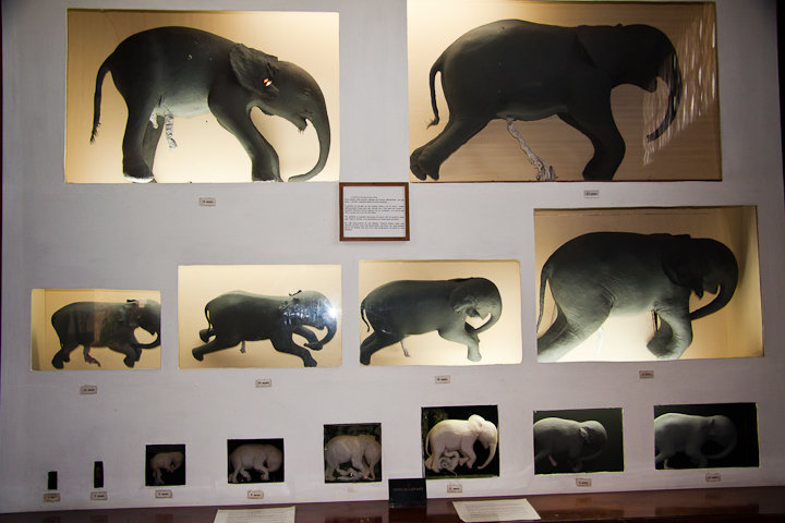 A mais completa colecção de fetos de elefante