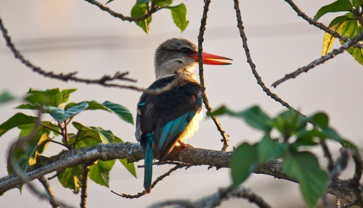 Pica-peixe-de-barrete-castanho (Halcyon albiventris)