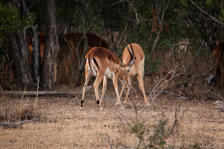 impalas